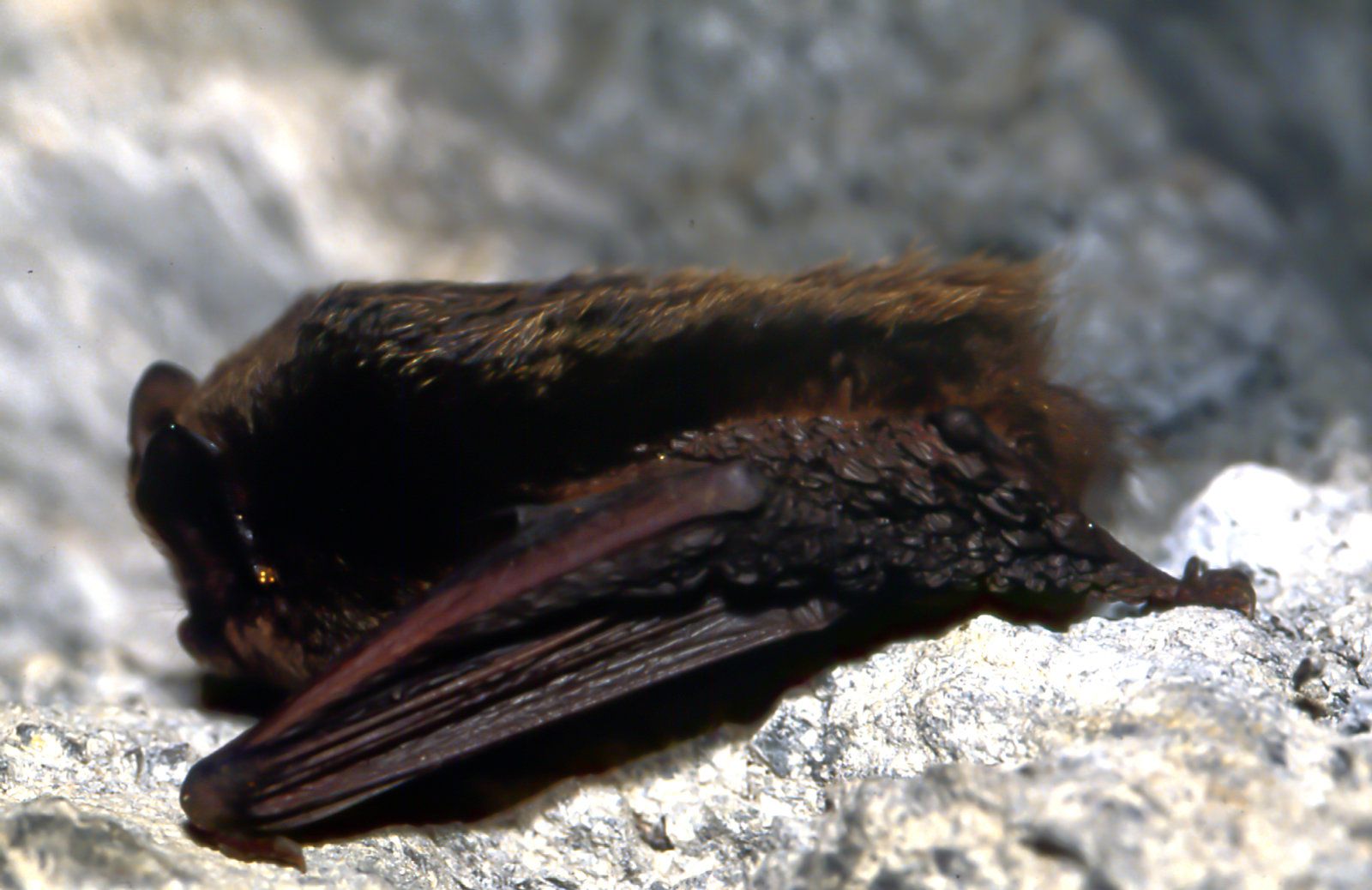 Mopsfledermaus