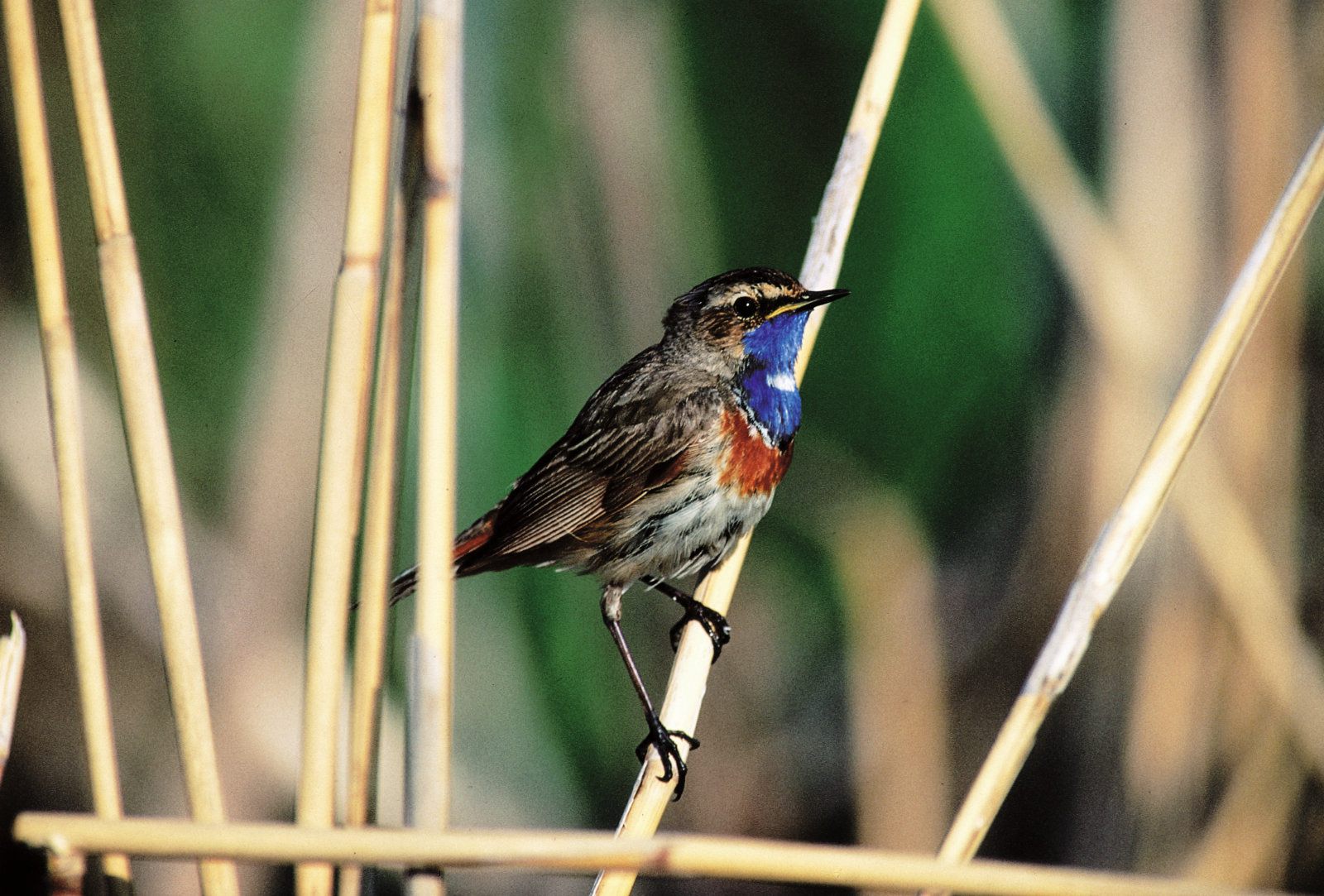 Blaukehlchen