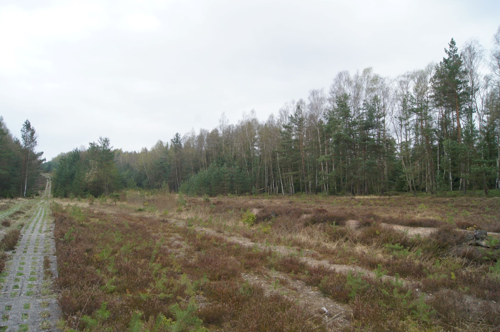 170404 038 Görsdorfer Heide klein