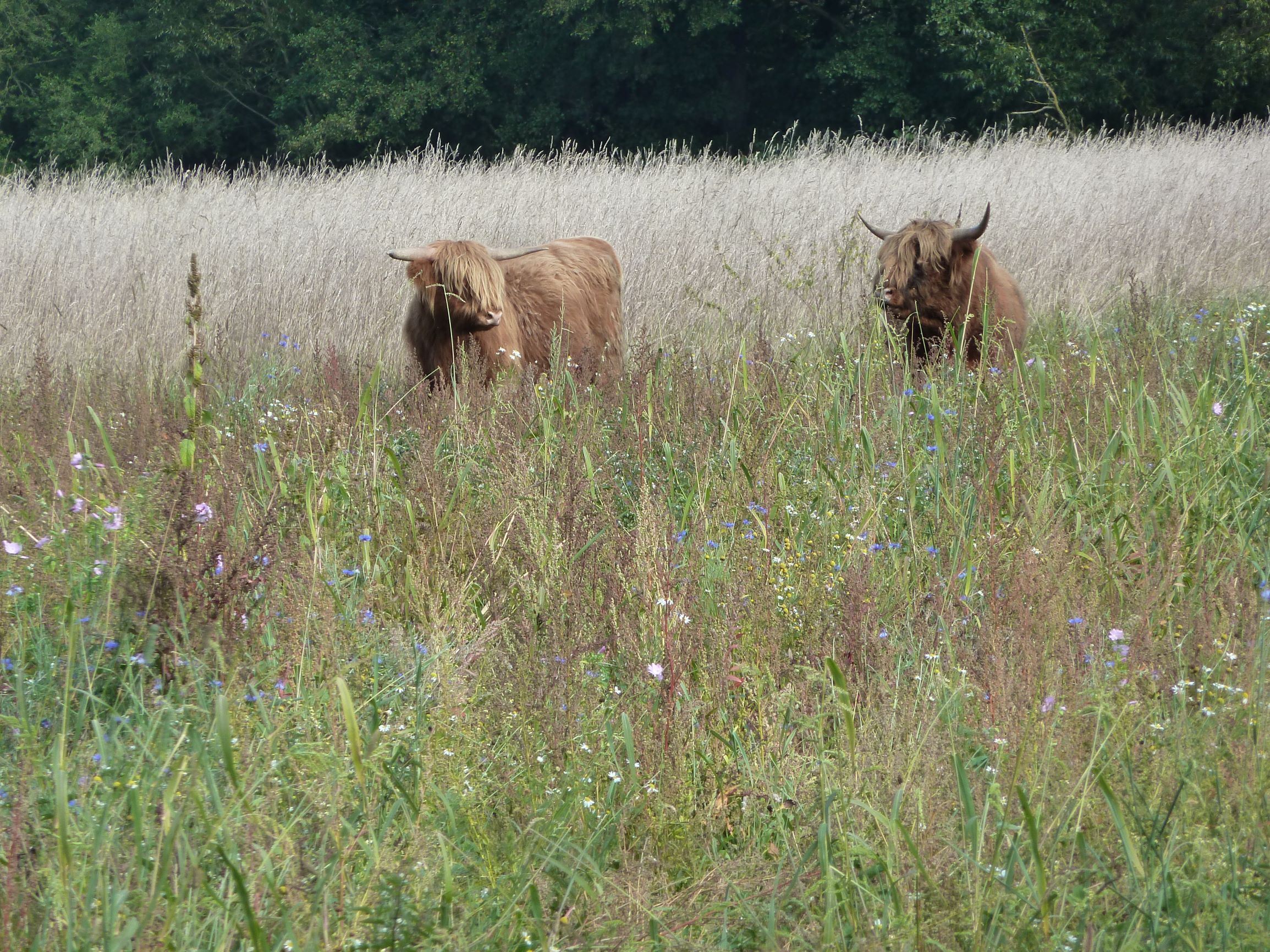 Beweidung Fürth am Berg klein