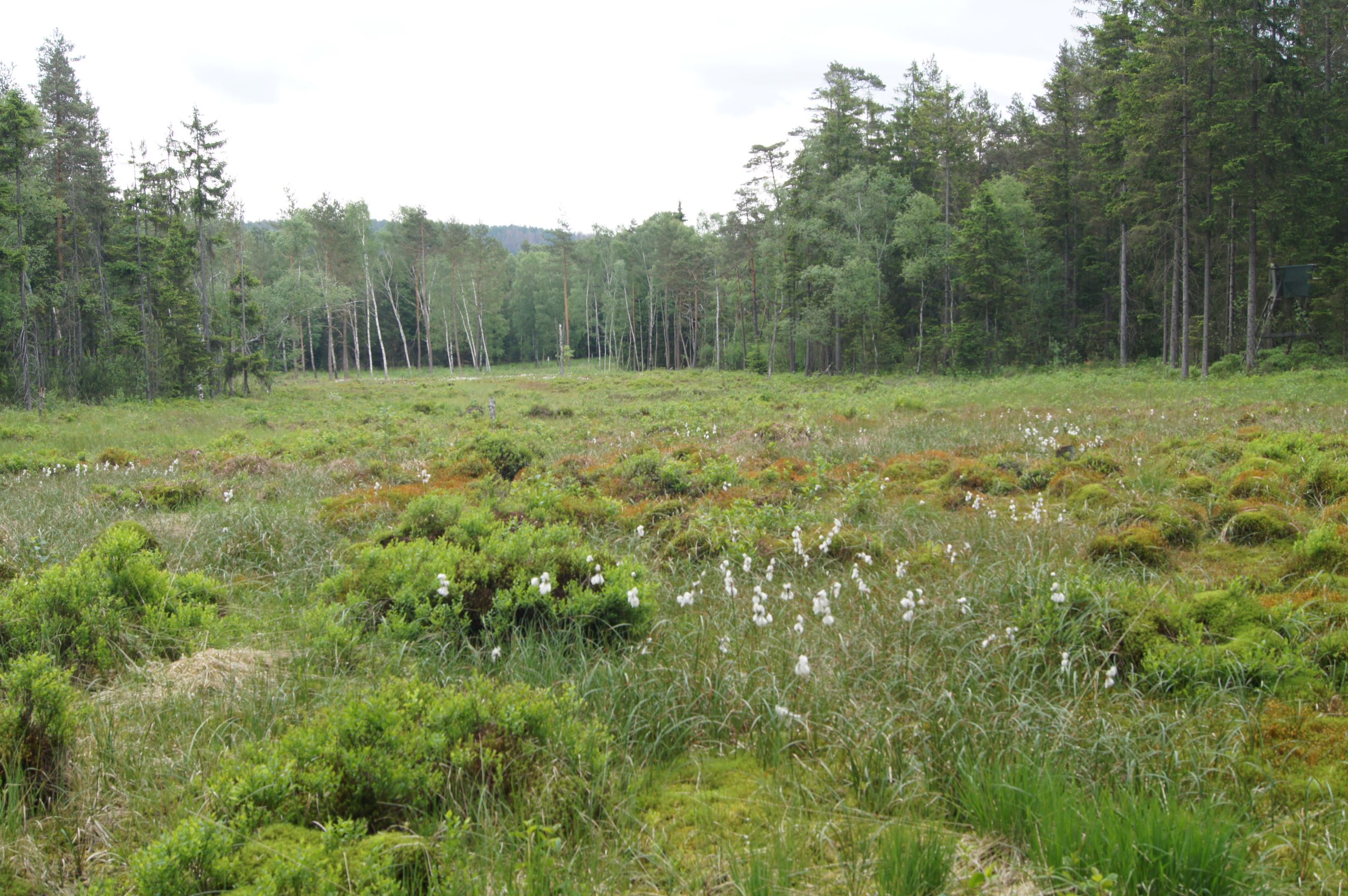 DSC01846 Rottenbacher Moor klein