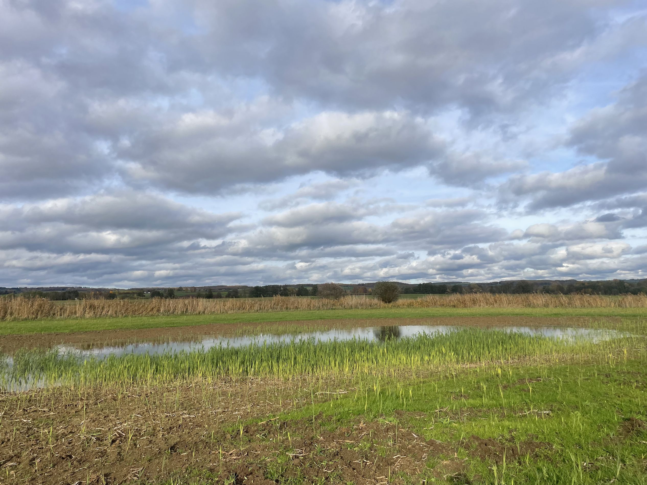 Feuchtgebietsanlage Elsa