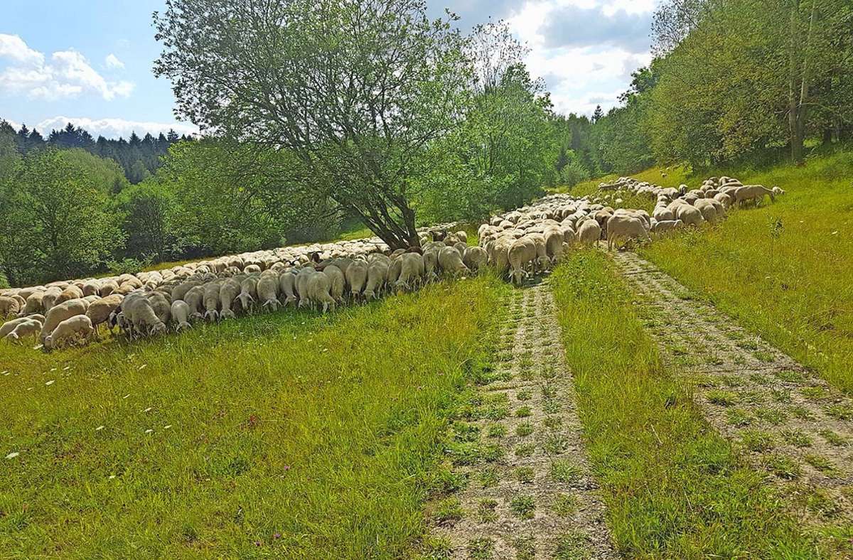 Freies Wort Sonneberg Schafhaltung