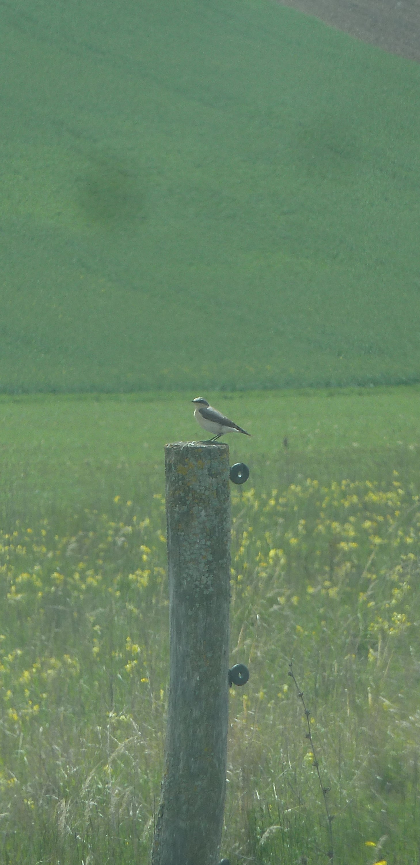 Steinschmätzer P1130912