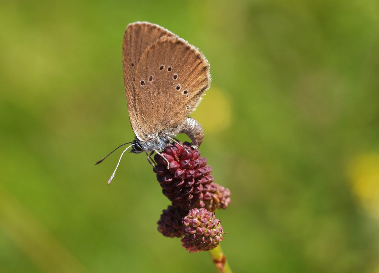 Dunkler Wiesenknopf-Ameisenbläuling 