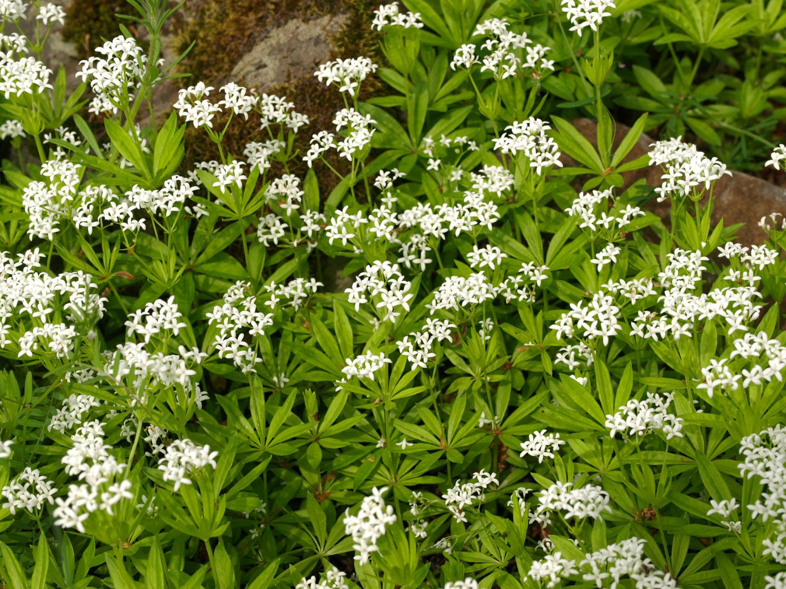 Waldmeister